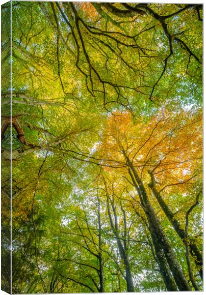 Tree Canopy Canvas Print by Duncan Loraine