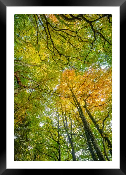 Tree Canopy Framed Mounted Print by Duncan Loraine