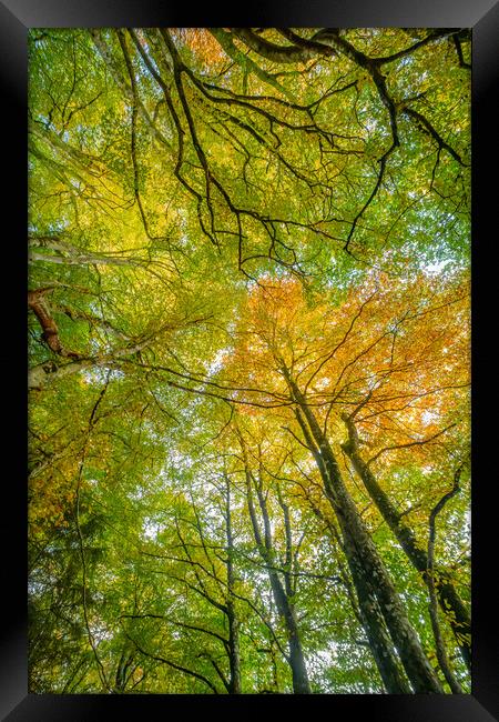 Tree Canopy Framed Print by Duncan Loraine