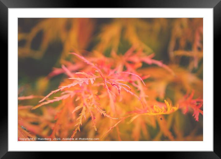 Autumn softness Framed Mounted Print by MazzBerg 