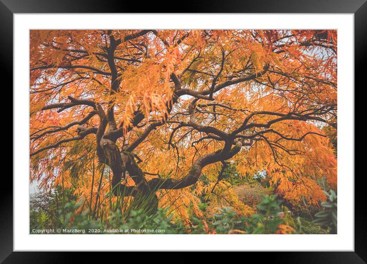 Japanese maple tree Framed Mounted Print by MazzBerg 