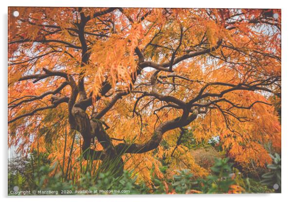 Japanese maple tree Acrylic by MazzBerg 