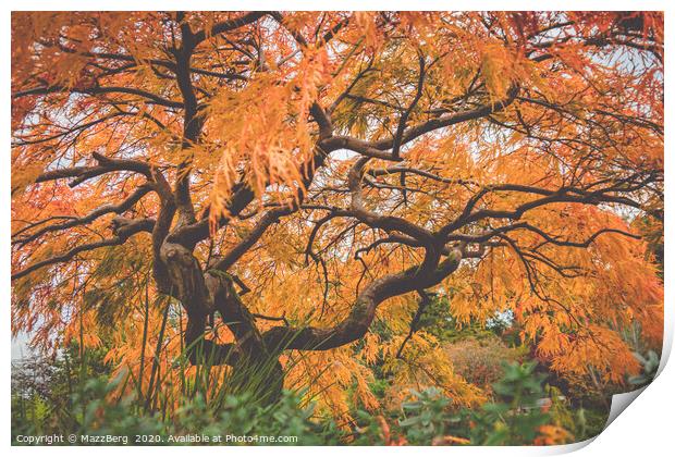 Japanese maple tree Print by MazzBerg 