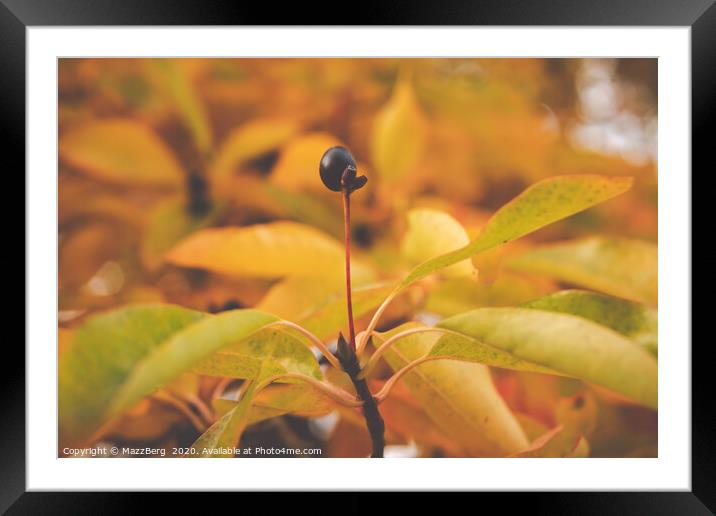 Autumn magic Framed Mounted Print by MazzBerg 