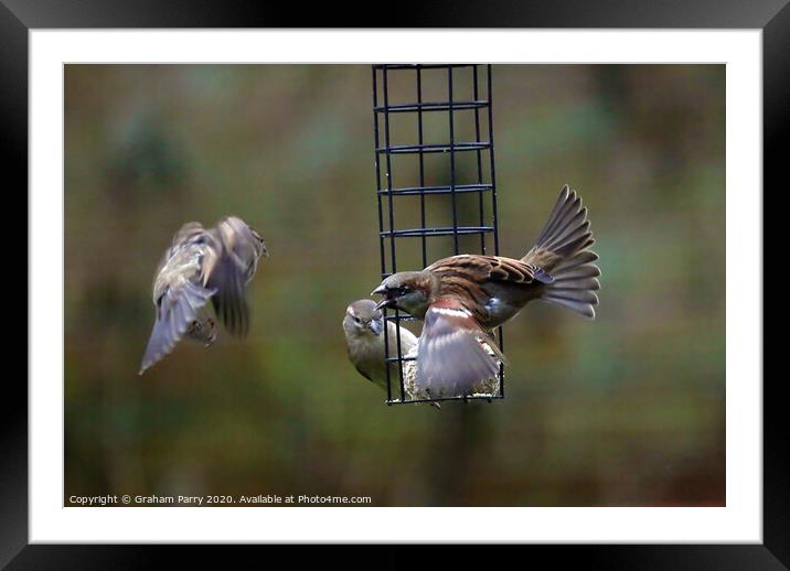 Feathered Rivalry: Sparrows' Battle Framed Mounted Print by Graham Parry