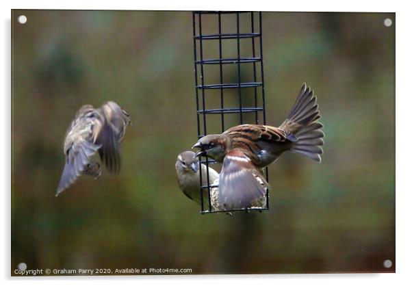 Feathered Rivalry: Sparrows' Battle Acrylic by Graham Parry