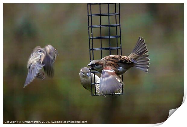 Feathered Rivalry: Sparrows' Battle Print by Graham Parry