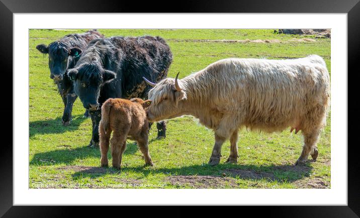 Highland cow and calf at Old Oaks farm Framed Mounted Print by Robert Thrift