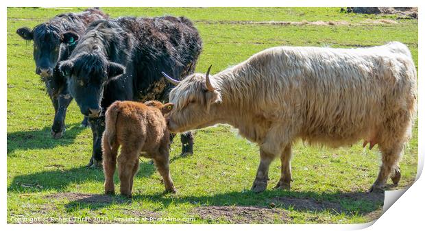 Highland cow and calf at Old Oaks farm Print by Robert Thrift