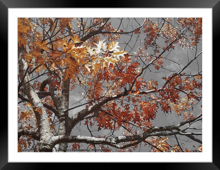 Acer tree colour in autumn Framed Mounted Print by Paula Palmer canvas