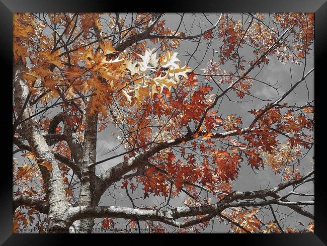 Acer tree colour in autumn Framed Print by Paula Palmer canvas