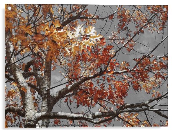 Acer tree colour in autumn Acrylic by Paula Palmer canvas