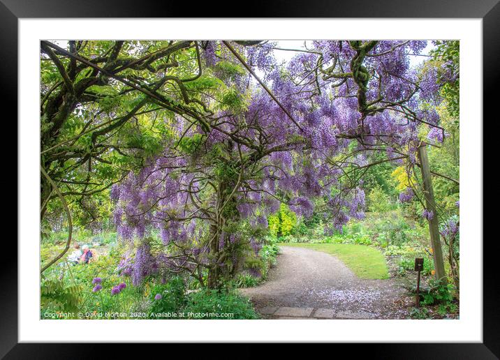 Wistria at Marwood Hill Gardens Framed Mounted Print by David Morton