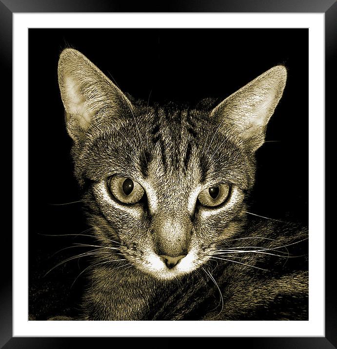tabby cat in sepia Framed Mounted Print by Heather Newton