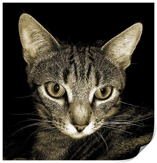 tabby cat in sepia Print by Heather Newton