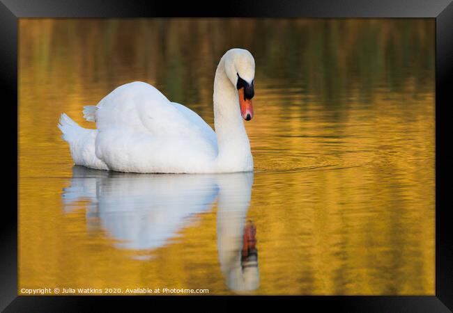Swan in evening light   Framed Print by Julia Watkins