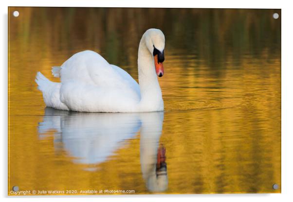 Swan in evening light   Acrylic by Julia Watkins