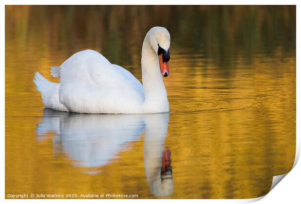 Swan in evening light   Print by Julia Watkins