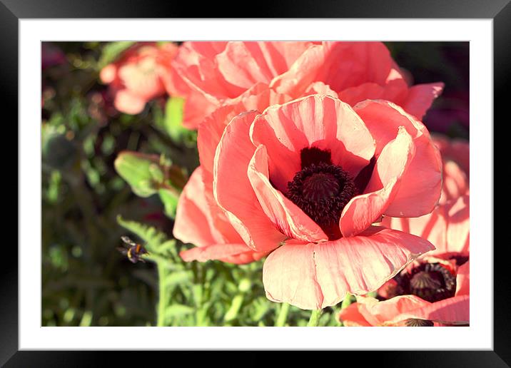 The Flower and the Bee Framed Mounted Print by Dave Livsey