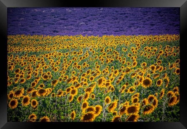 Huge sunflower fields in the Provence France Framed Print by Erik Lattwein