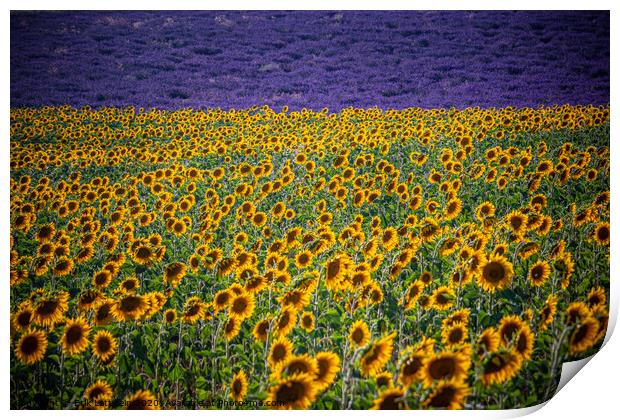 Huge sunflower fields in the Provence France Print by Erik Lattwein
