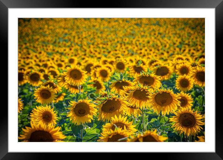 Huge sunflower fields in the Provence France Framed Mounted Print by Erik Lattwein