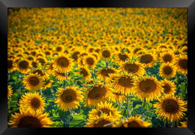 Huge sunflower fields in the Provence France Framed Print by Erik Lattwein