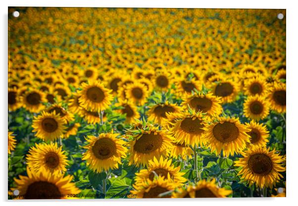 Huge sunflower fields in the Provence France Acrylic by Erik Lattwein