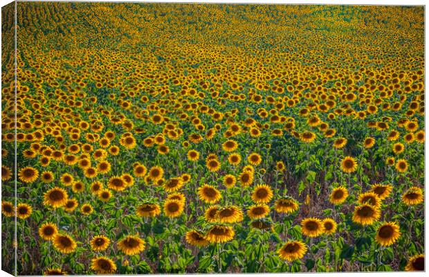 Huge sunflower fields in the Provence France Canvas Print by Erik Lattwein