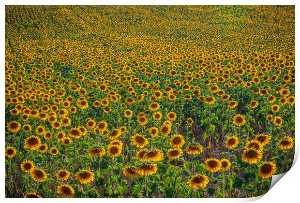 Huge sunflower fields in the Provence France Print by Erik Lattwein