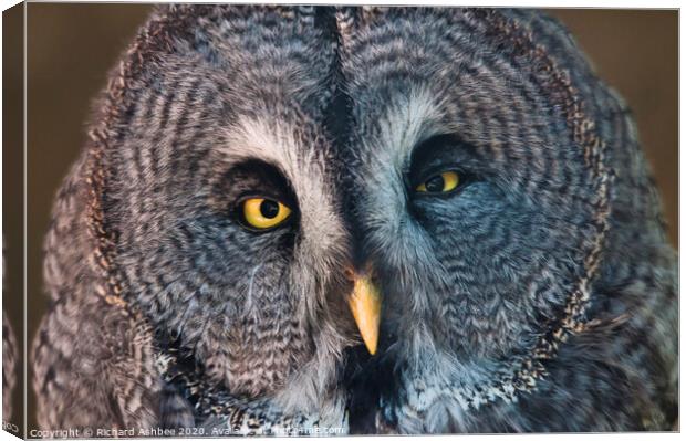 Great Grey Owl Canvas Print by Richard Ashbee
