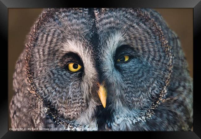 Great Grey Owl Framed Print by Richard Ashbee
