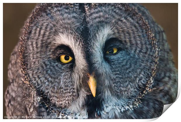 Great Grey Owl Print by Richard Ashbee