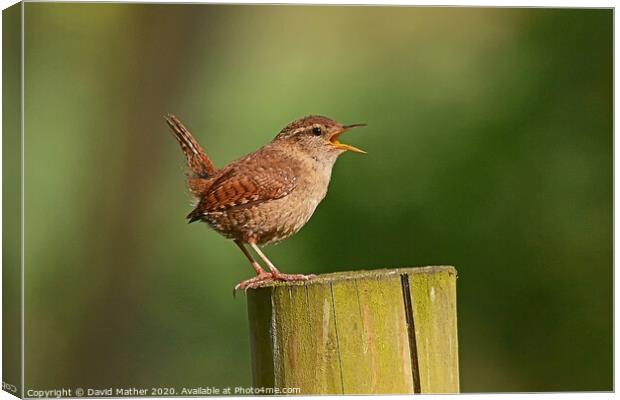 Wren in full flow Canvas Print by David Mather