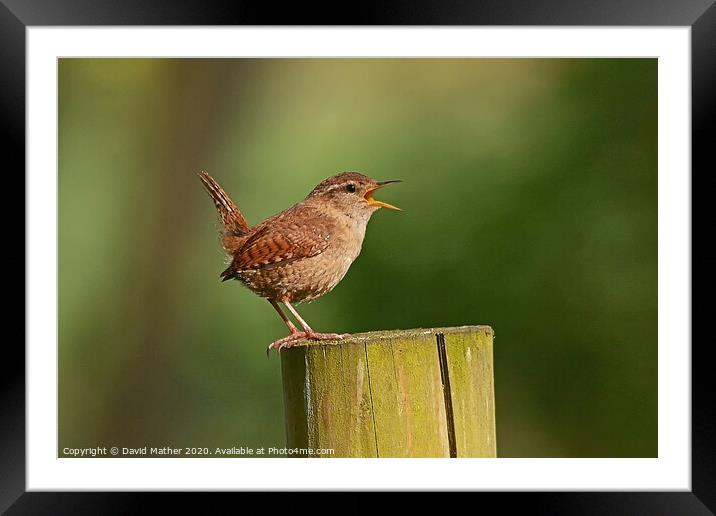 Wren in full flow Framed Mounted Print by David Mather