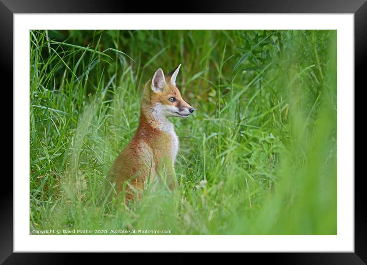 Alert fox cub Framed Mounted Print by David Mather