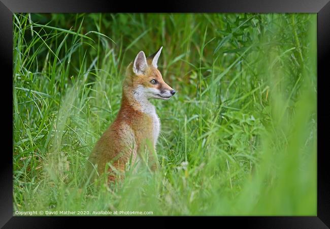 Alert fox cub Framed Print by David Mather