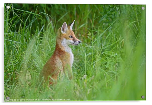 Alert fox cub Acrylic by David Mather