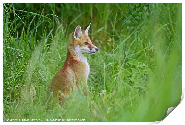 Alert fox cub Print by David Mather