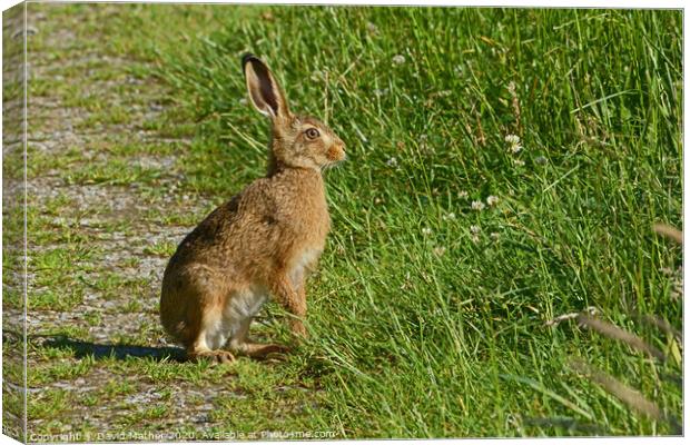 Alert Brown Hare Canvas Print by David Mather