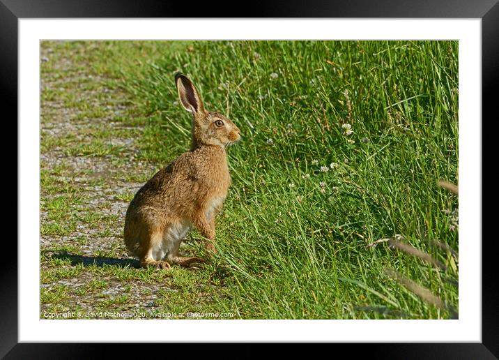 Alert Brown Hare Framed Mounted Print by David Mather