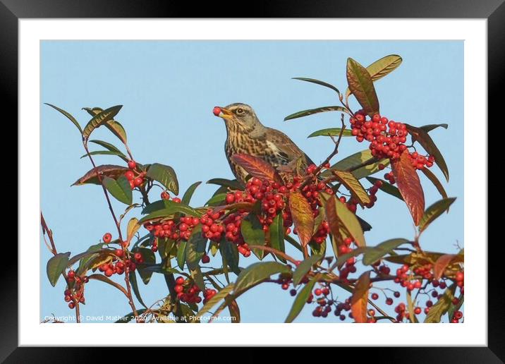 Fieldfare feeding in autumn Framed Mounted Print by David Mather
