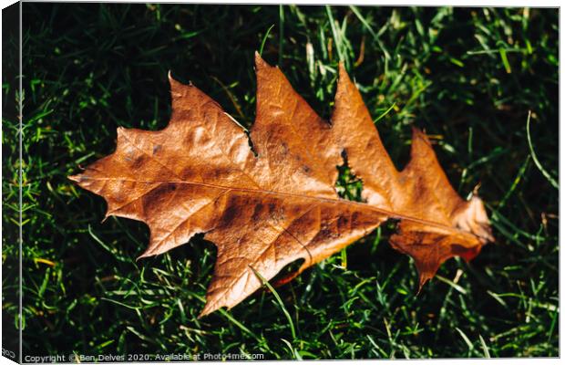 leaf on the ground Canvas Print by Ben Delves