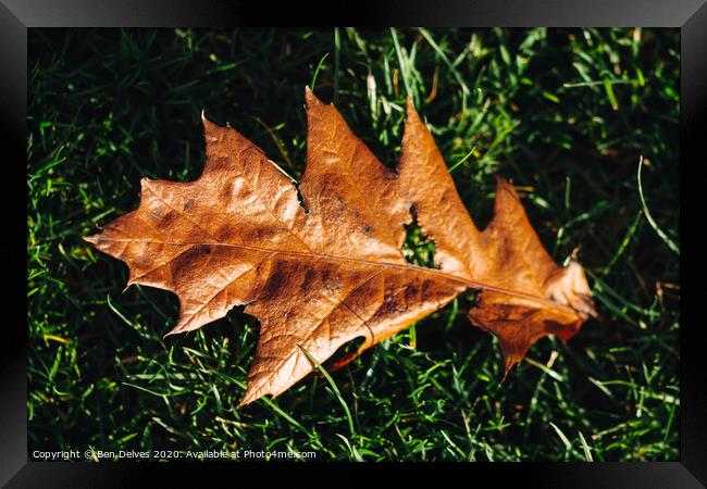 leaf on the ground Framed Print by Ben Delves