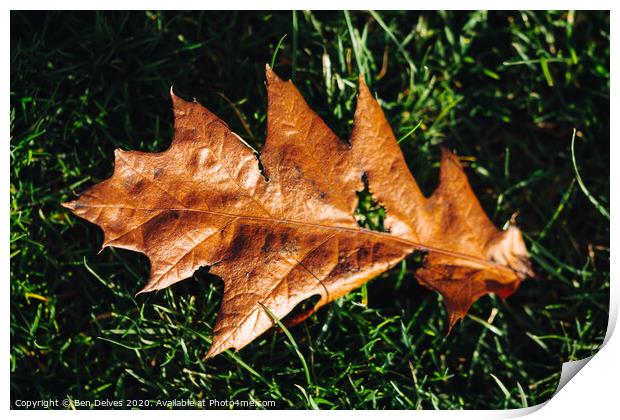 leaf on the ground Print by Ben Delves