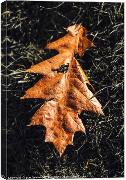 leaf on the grass Canvas Print by Ben Delves