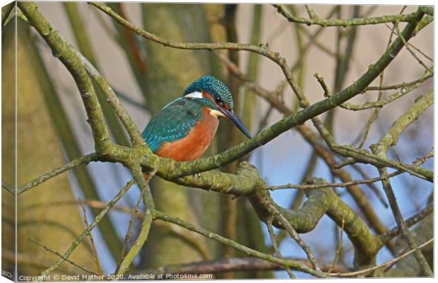 Kingfisher watches Canvas Print by David Mather