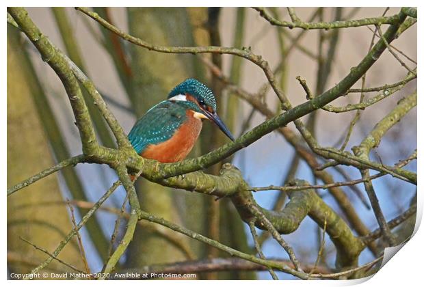 Kingfisher watches Print by David Mather