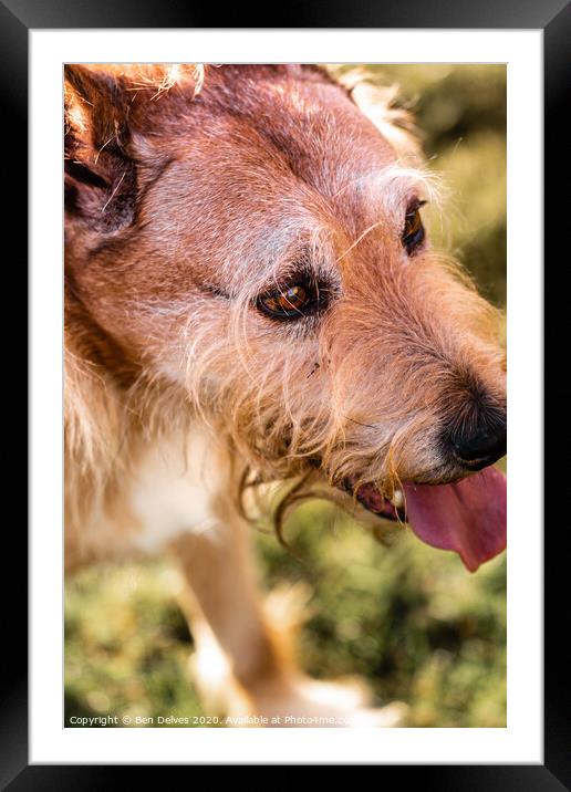 Mixed breed dog portrait in the park Framed Mounted Print by Ben Delves