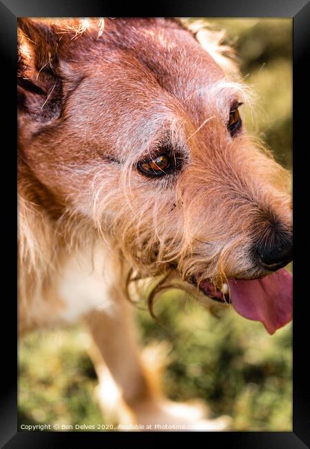 Mixed breed dog portrait in the park Framed Print by Ben Delves